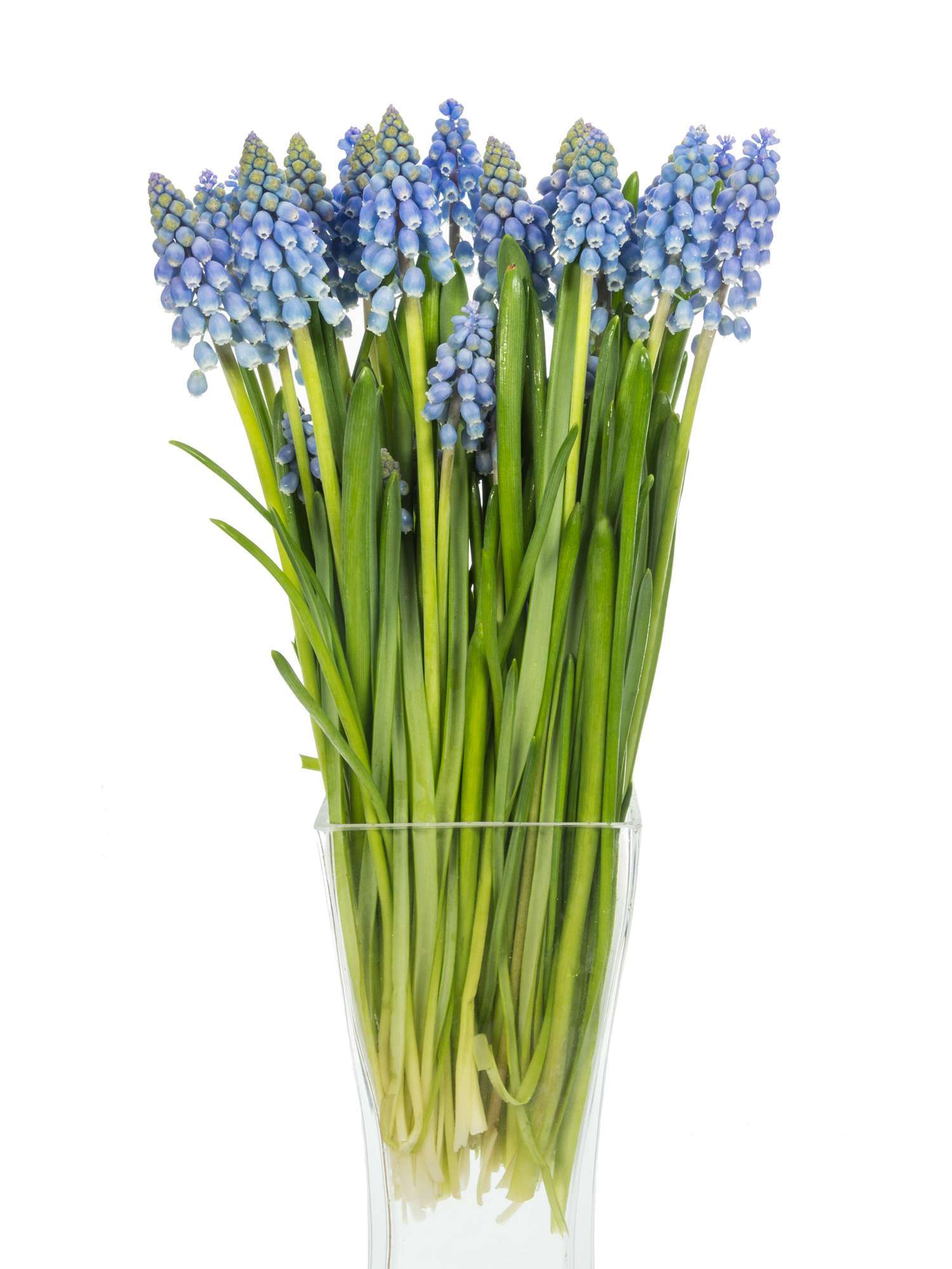 blumigo-fr-hlingsknollen-muscari-armeniacum-blaue-traubenhyazinthen-stiel image 3