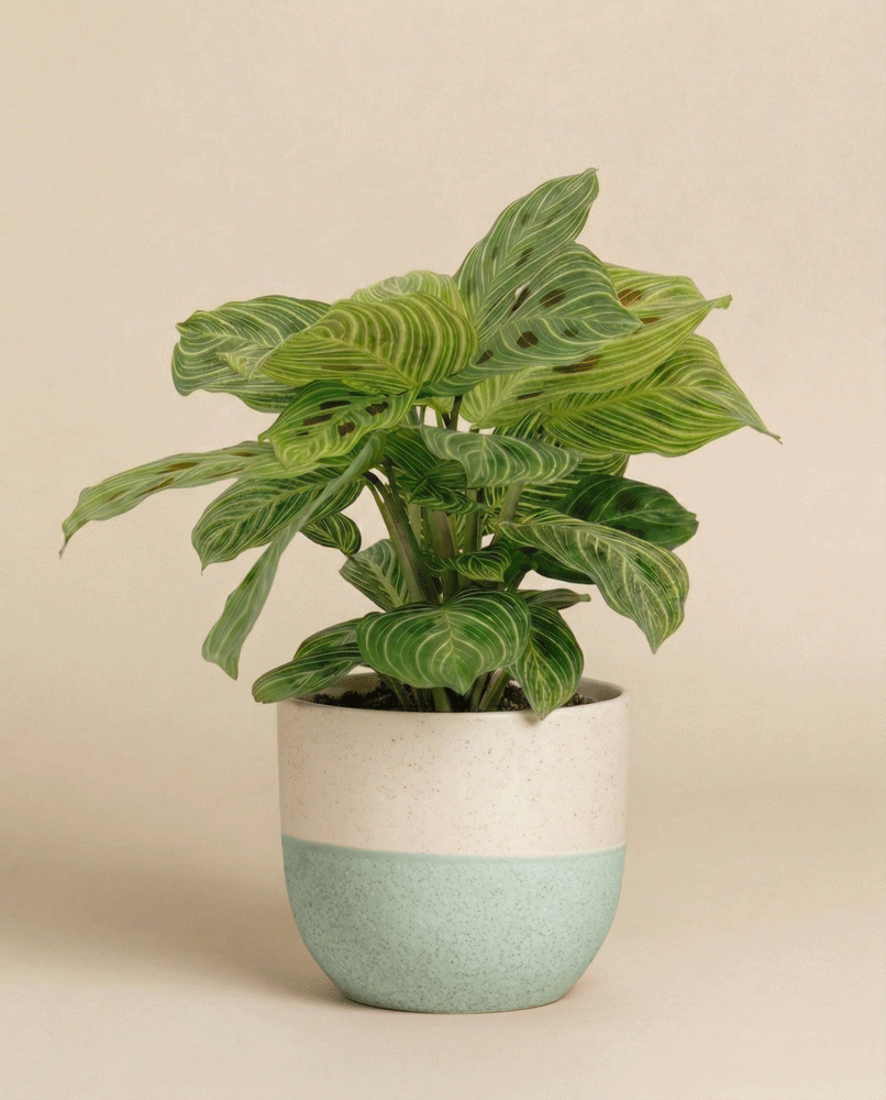 feey-maranta-light-veins-zimmerpflanze-ohne-topf-selten image 5