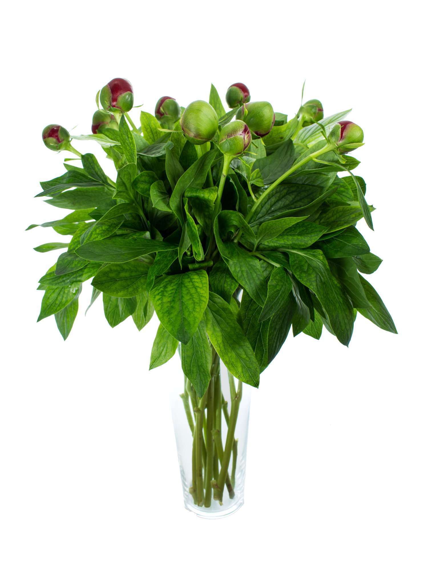 blumigo-pfingstrosen-red-charm-dunkelrot-schnittblume image 5