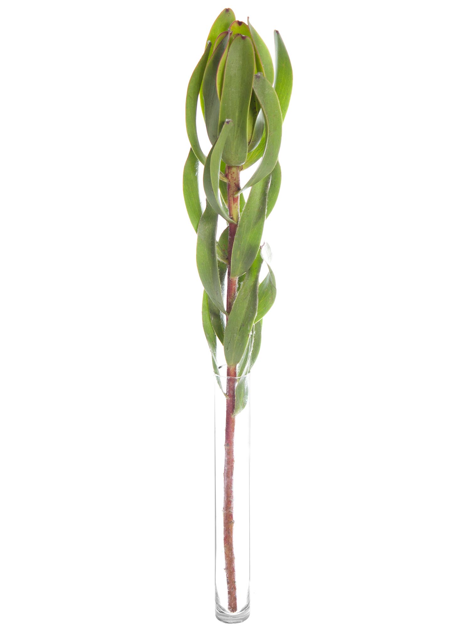 blumigo-proteen-safier-goldstrike-schnittblume-gr-n image 3