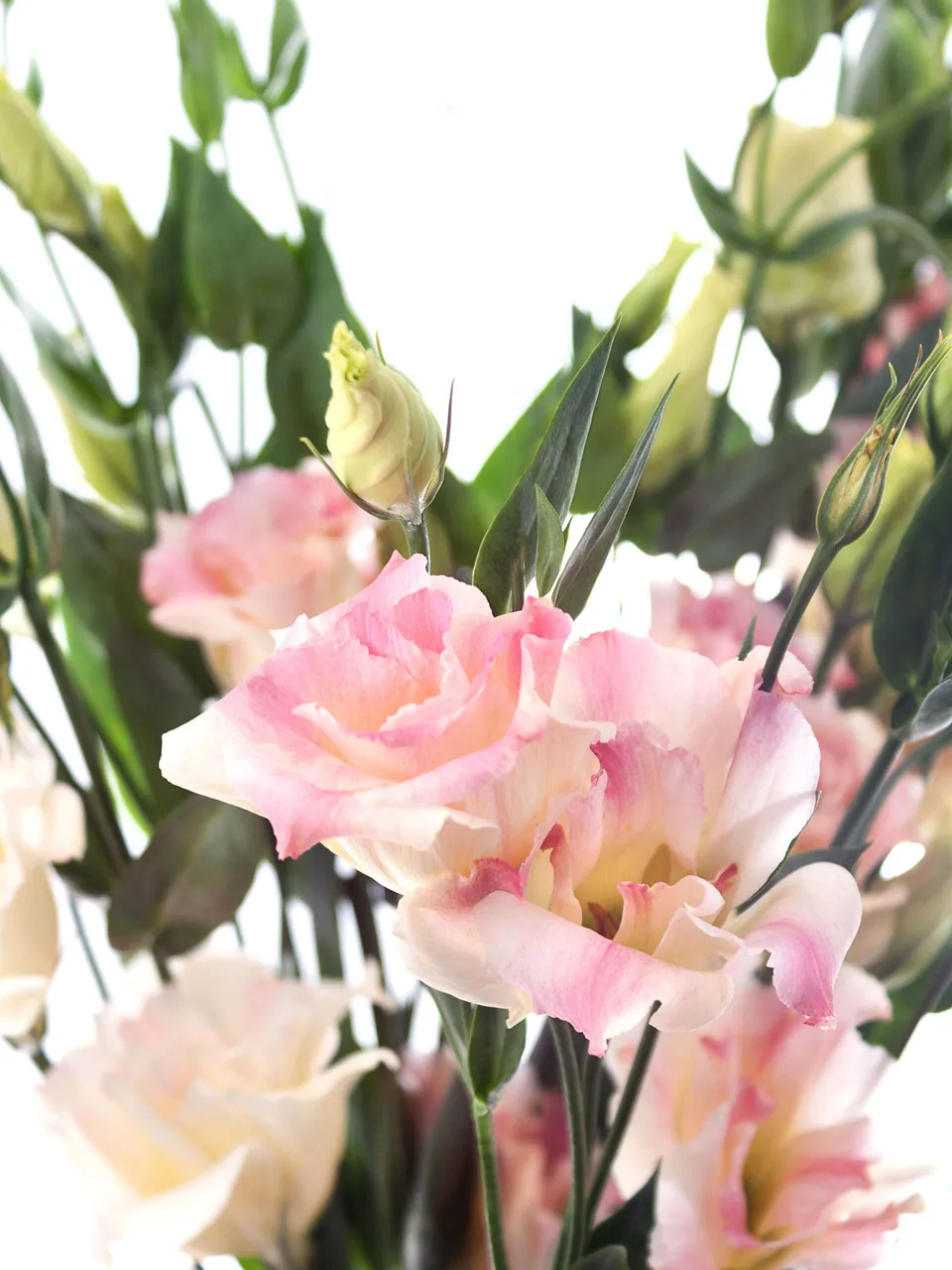 blumigo-lisianthus-arena-champagne-schnittblume-rosa-apricot image 1