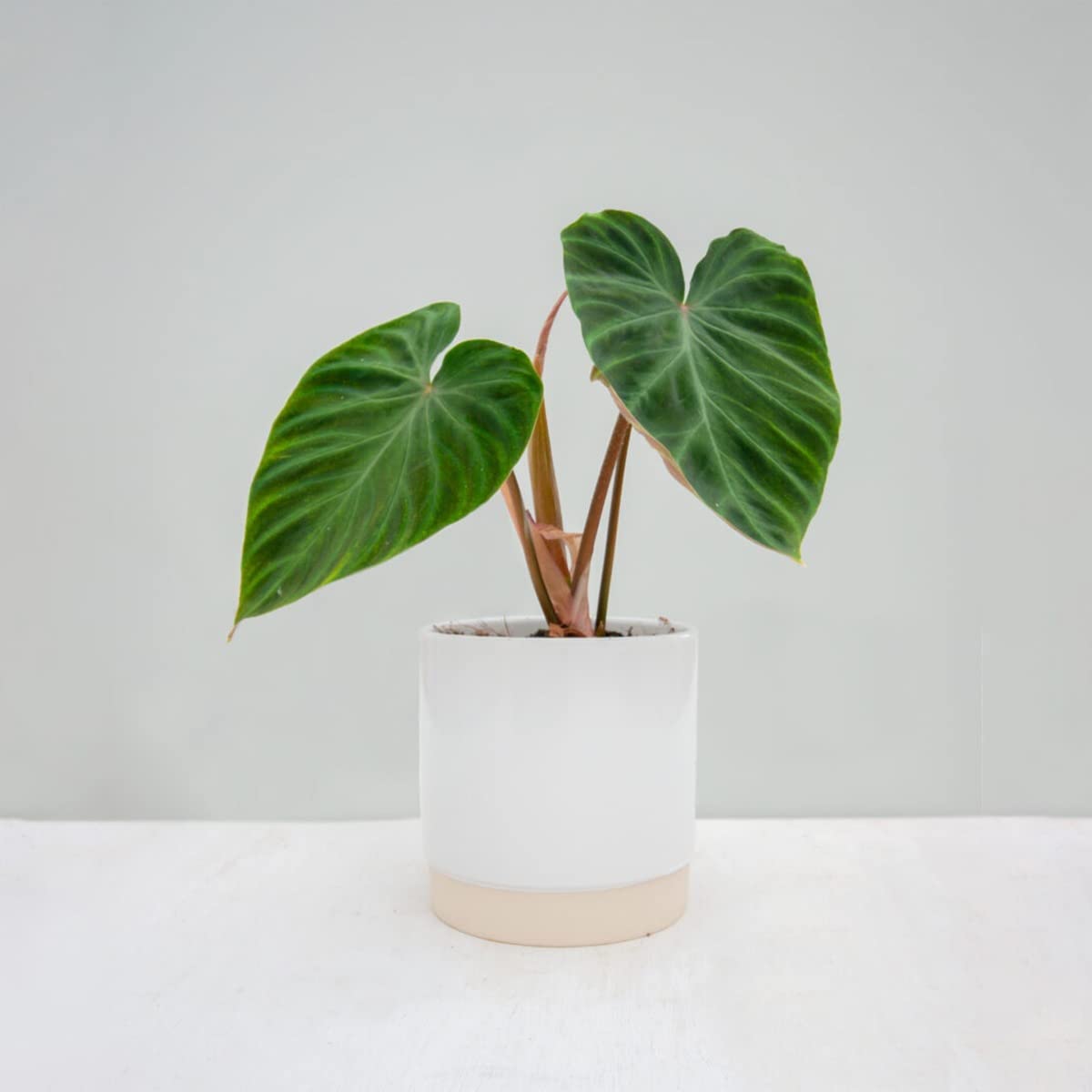 plnts-rareplnts-philodendron-verrucosum-zimmerpflanze-12-cm-topf image 7