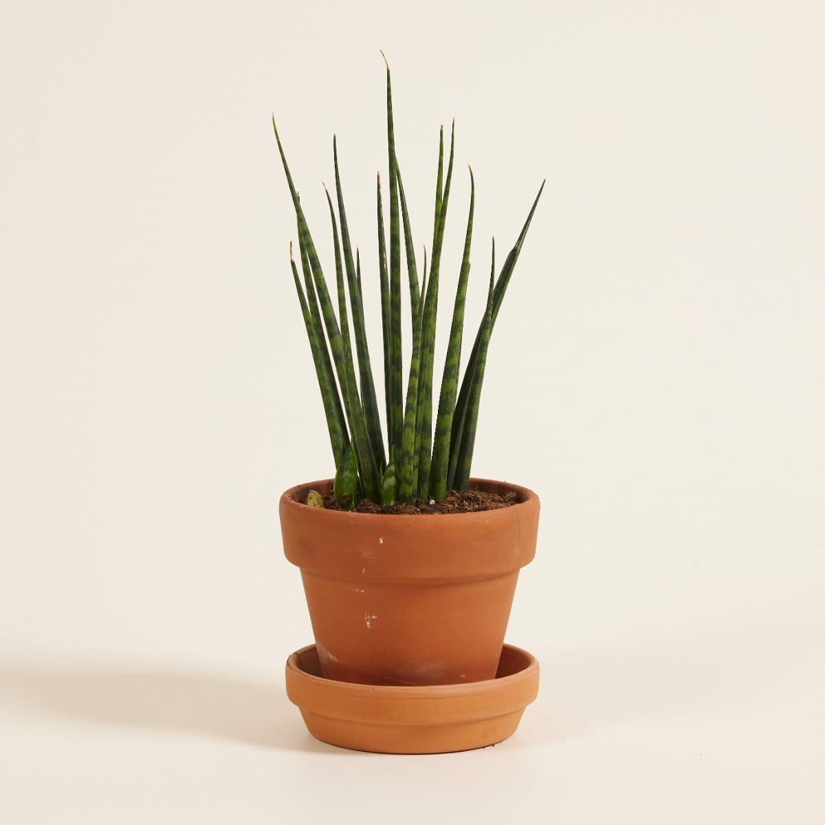 plnts-babyplnts-sansevieria-fernwood-mikado-babypflanze-15-cm image 5