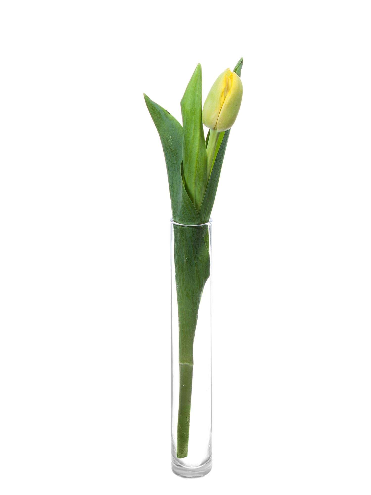 blumigo-tulpen-yellow-magarita-blume-gelb-gef-llt image 3