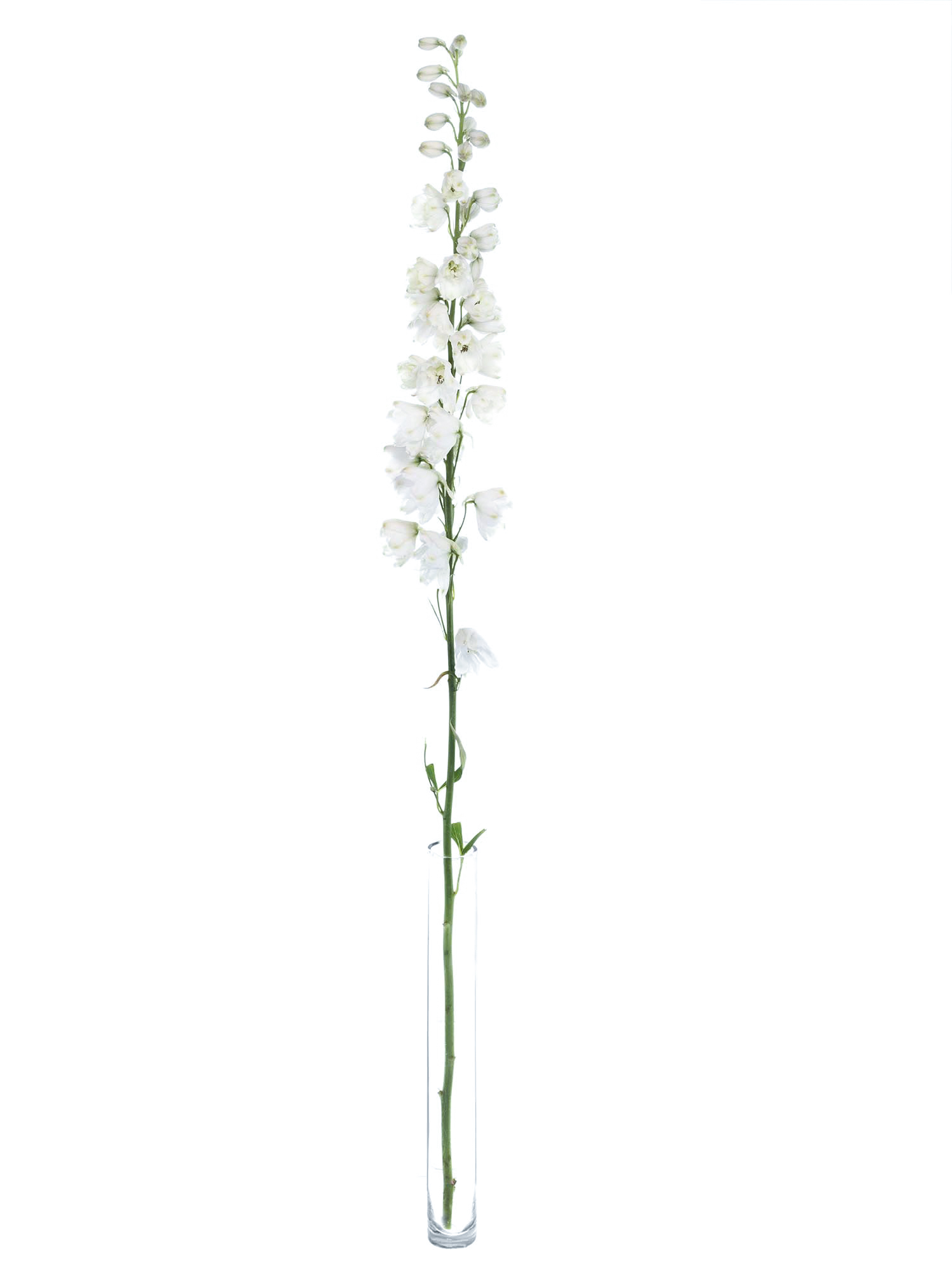 blumigo-l-wenm-ulchen-rittersporn-guardian-white-schnittblume-wei image 6