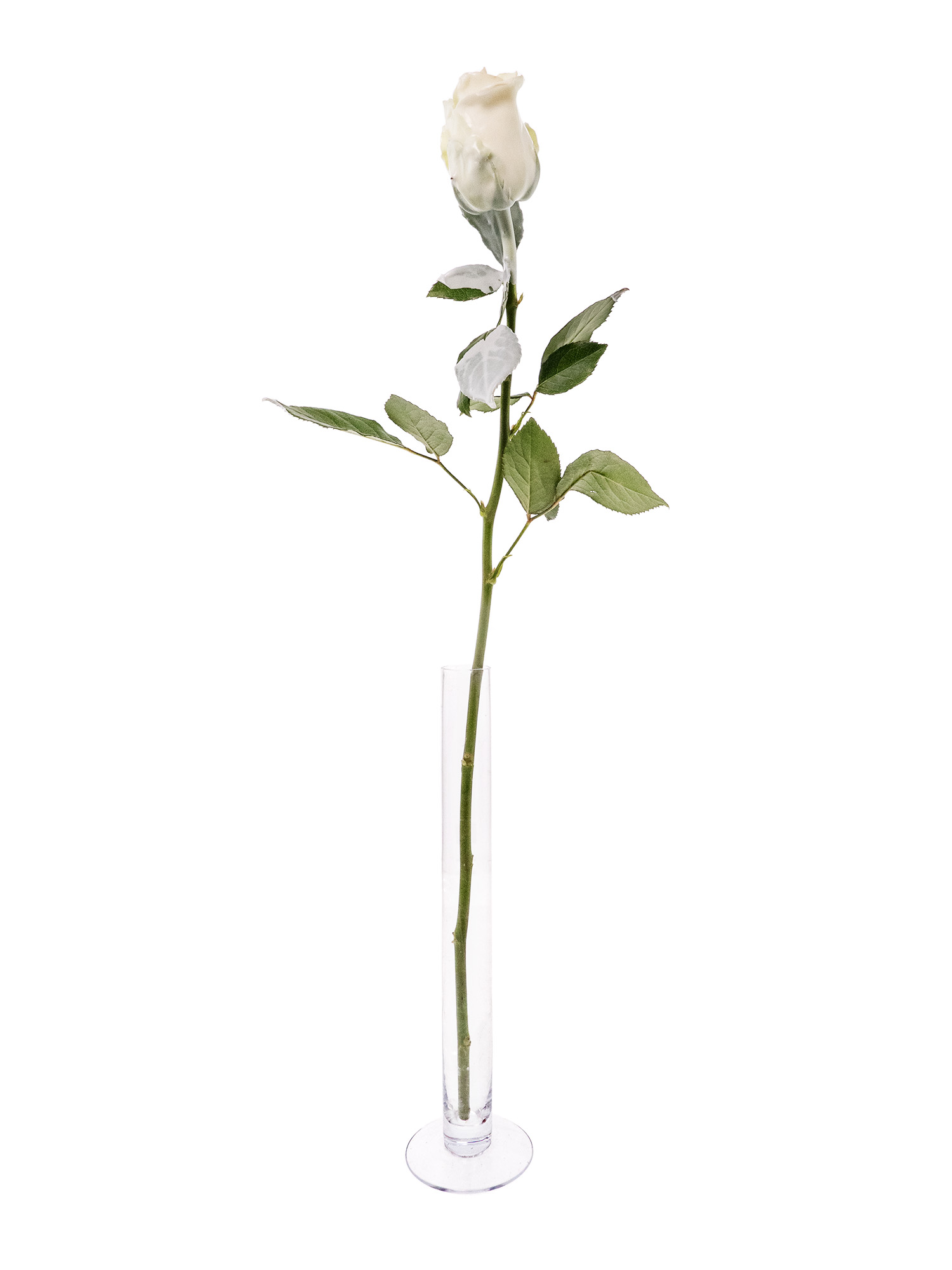 blumigo-rosen-gewachst-wachsrosen-wei-haltbar image 3