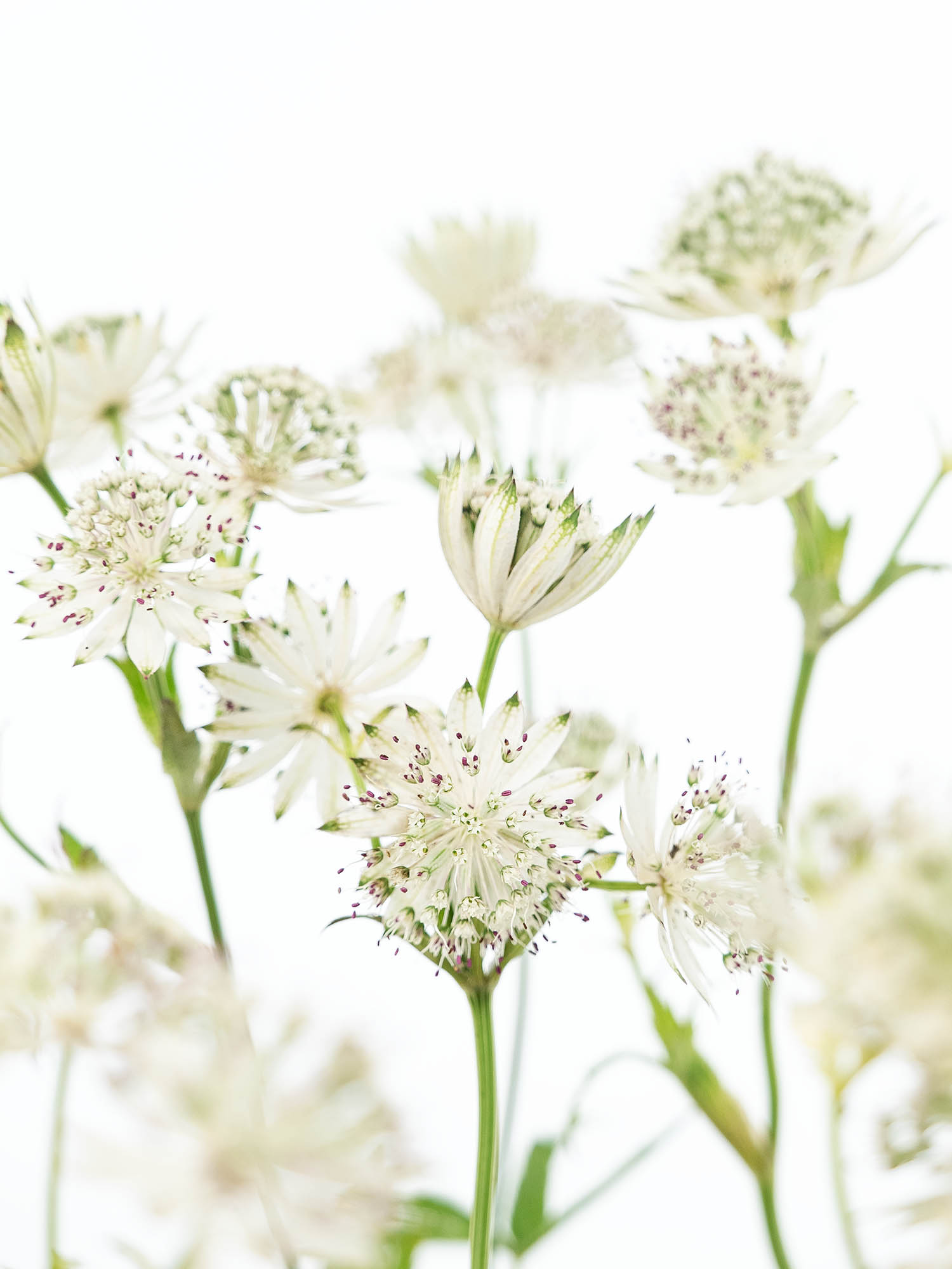 blumigo-blattwerk-astrantia-billion-stars-gr-n-silberne-sterndolde-stiel image 1