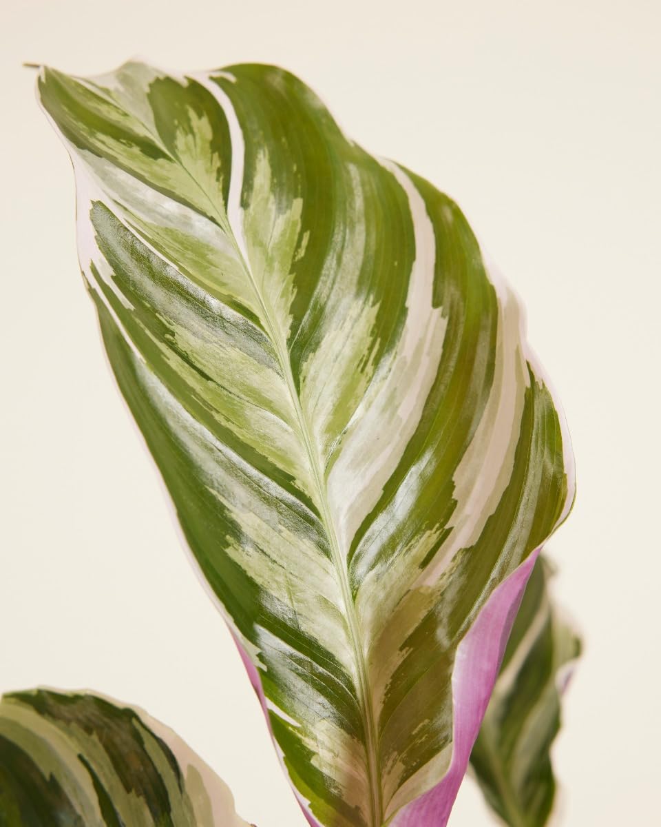 plnts-rareplnts-calathea-white-fusion-zimmerpflanze-45cm-panaschiert image 4
