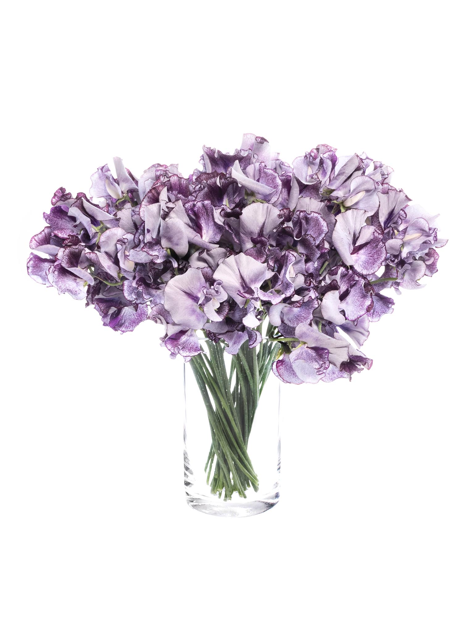 blumigo-wicken-wedding-violett-schnittblume-wei-violett image 2