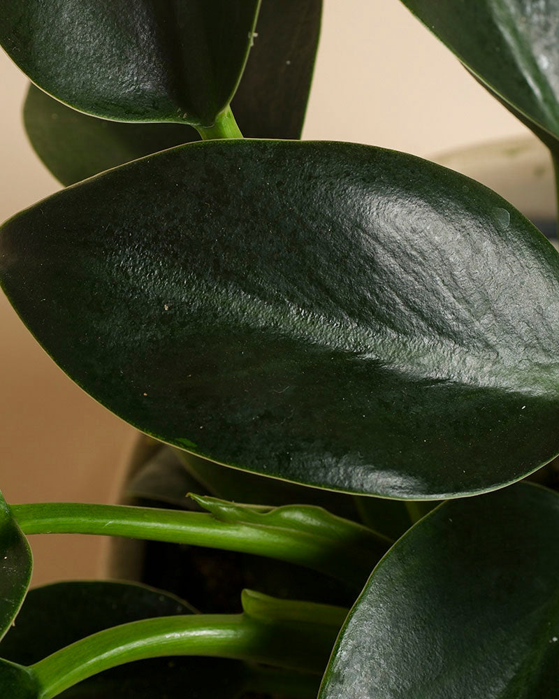 feey-philodendron-imperial-green-zimmerpflanze-ohne-bertopf image 8