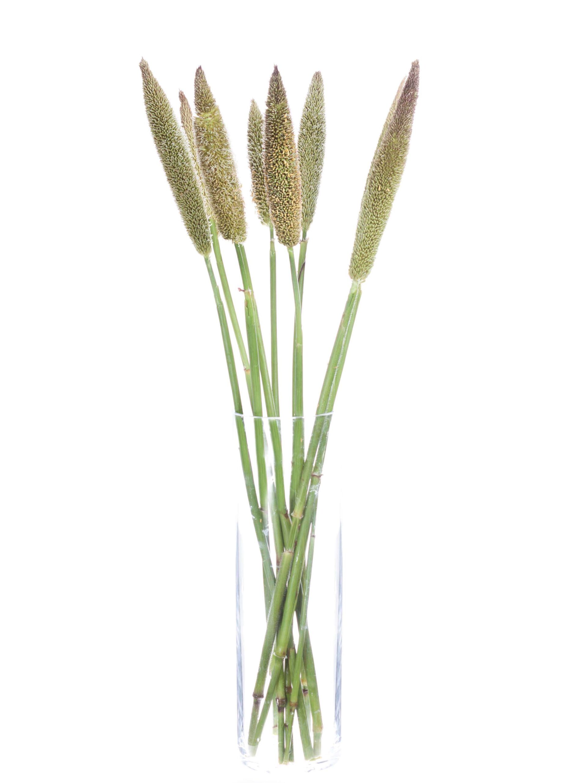 blumigo-pennisetum-lampenputzergras-bindegr-n image 2