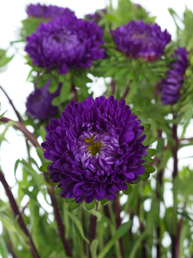 blumigo-sommerastern-schnittblume-blau image 1