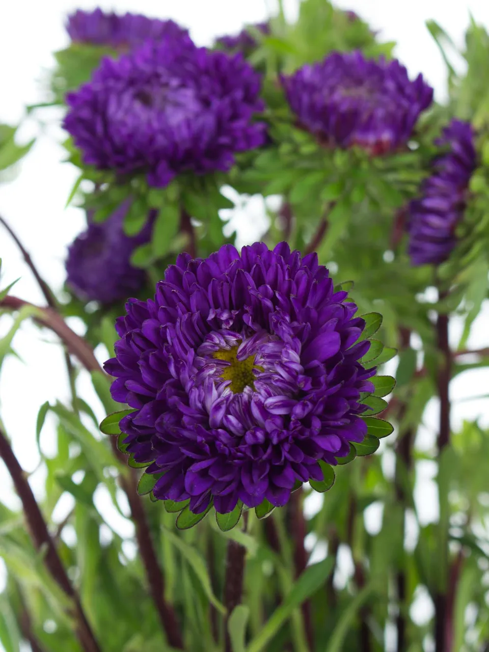 blumigo-sommerastern-schnittblume-blau image 1