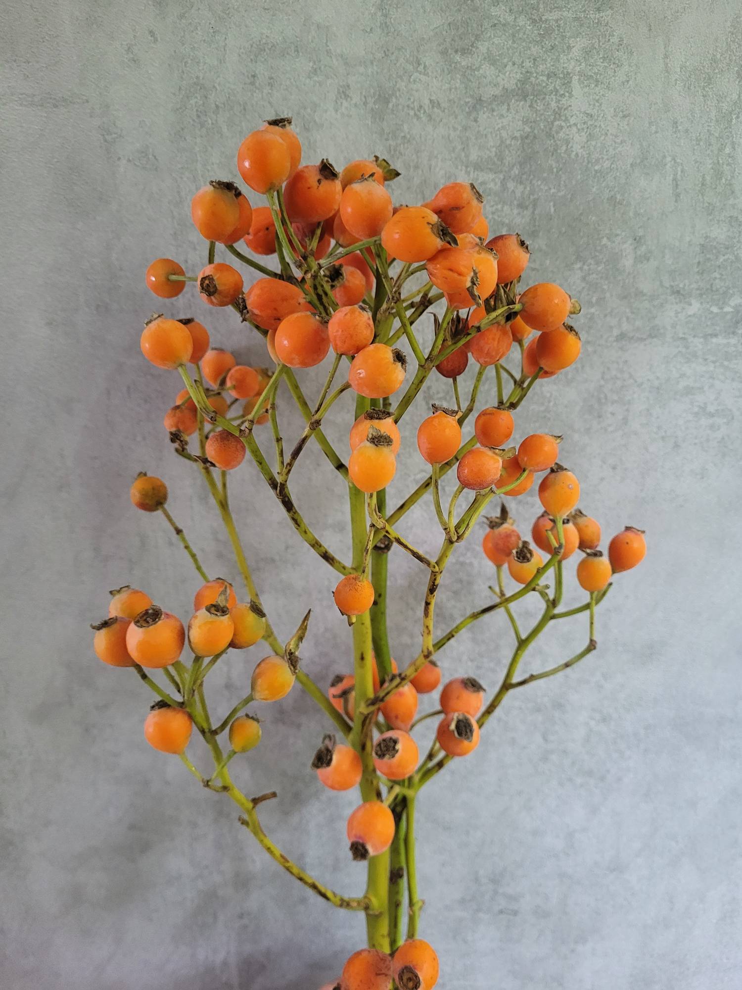 blumigo-herbstdeko-hagebutten-fruttosa-orange-bund image 2