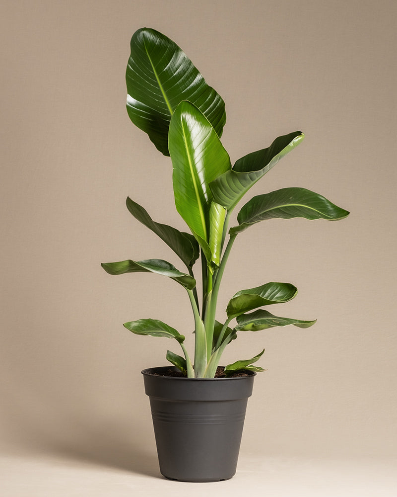 feey-variado-strelitzie-xl-zimmerpflanze-gro-viel-licht image 3