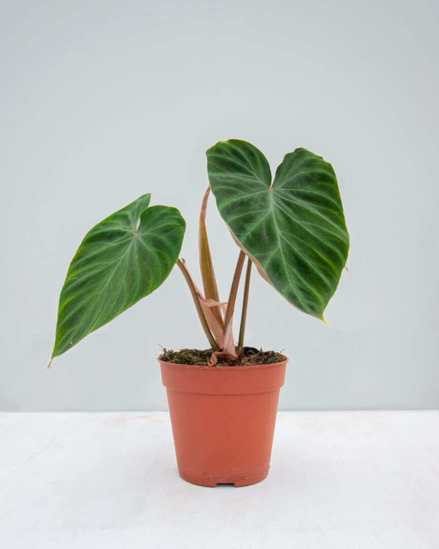 plnts-rareplnts-philodendron-verrucosum-zimmerpflanze-12-cm-topf image 2