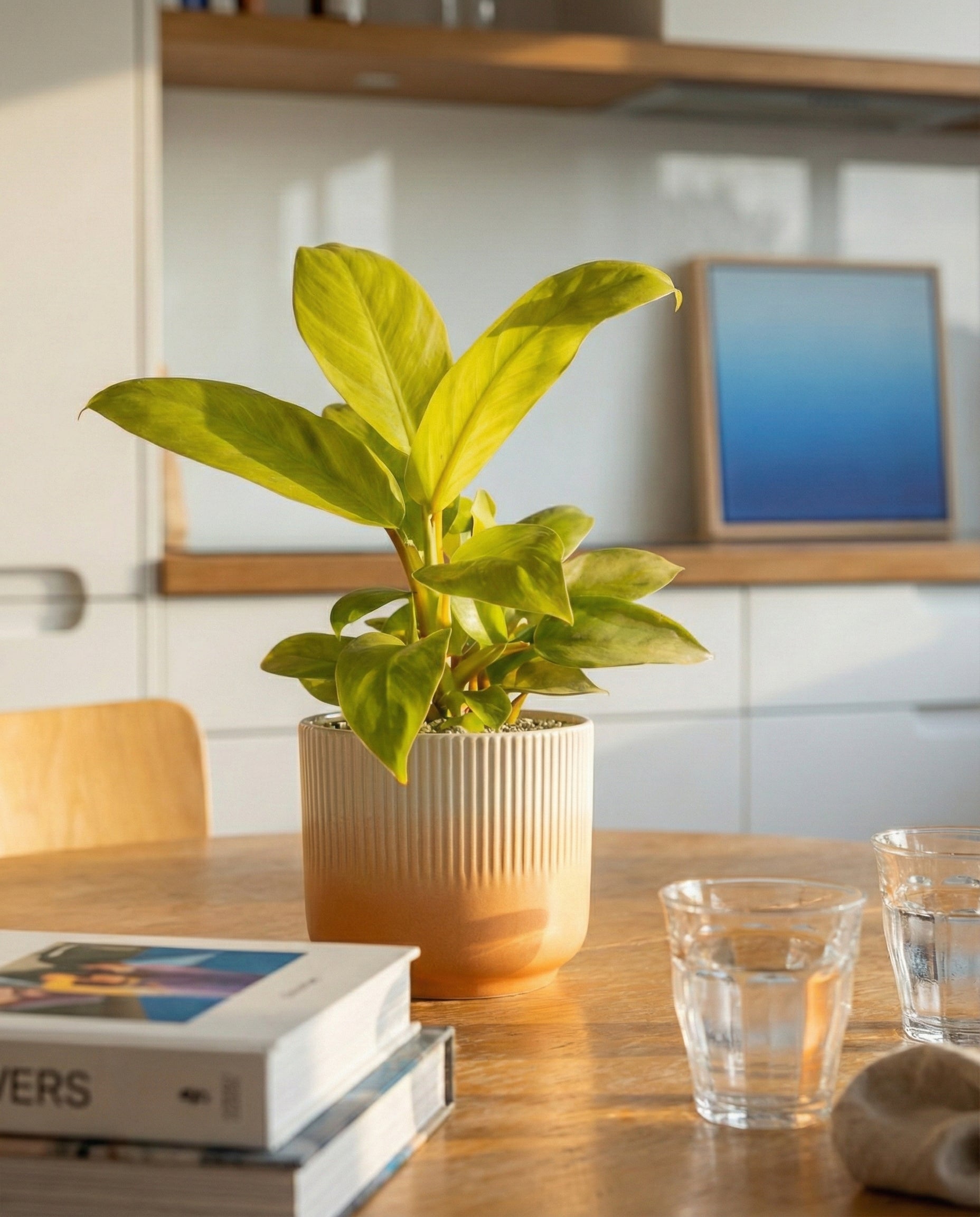 feey-philodendron-ceylon-gold-h-ngepflanze-ohne-bertopf image 2