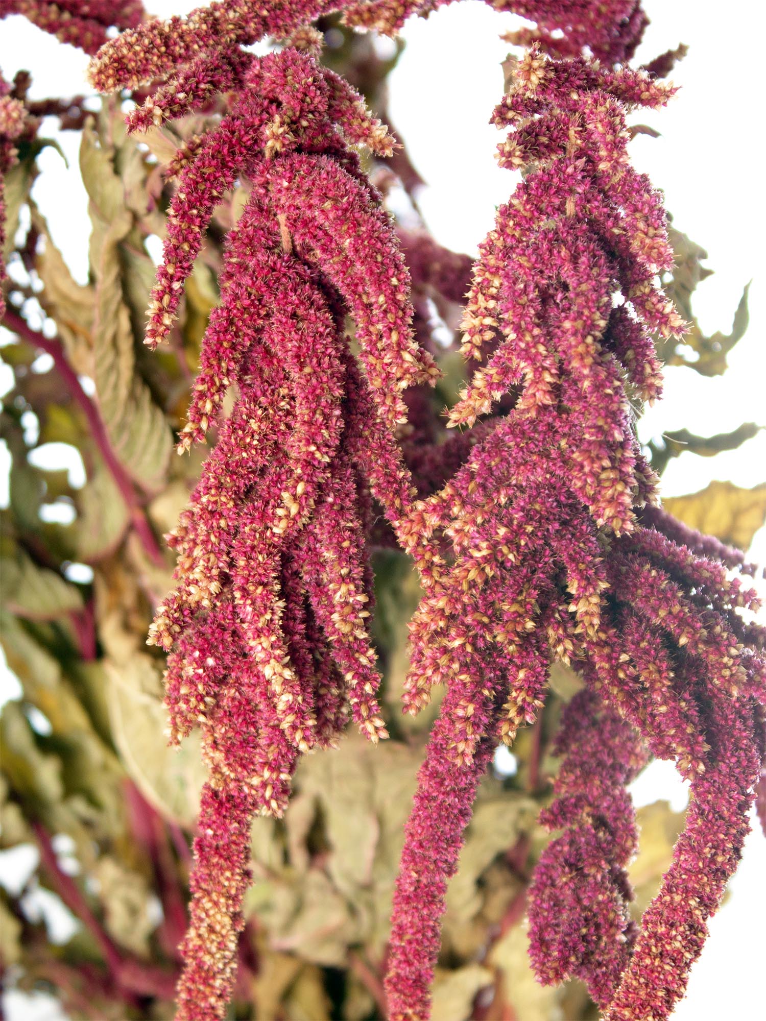 blumigo-trockenblumen-amaranthus-trockenstrau-rot-pink image 1