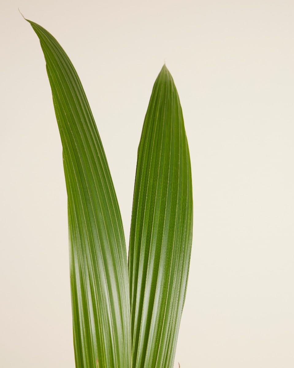 plnts-rareplnts-cocos-nucifera-kokospalme-21cm-85cm image 5