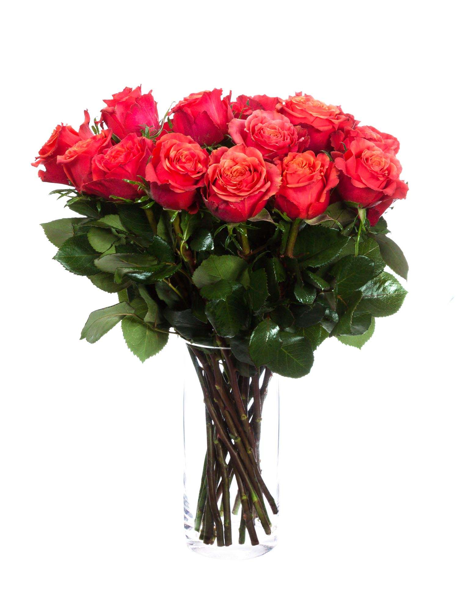 blumigo-rosen-roxy-schnittrosen-orange-rot-frisch image 2