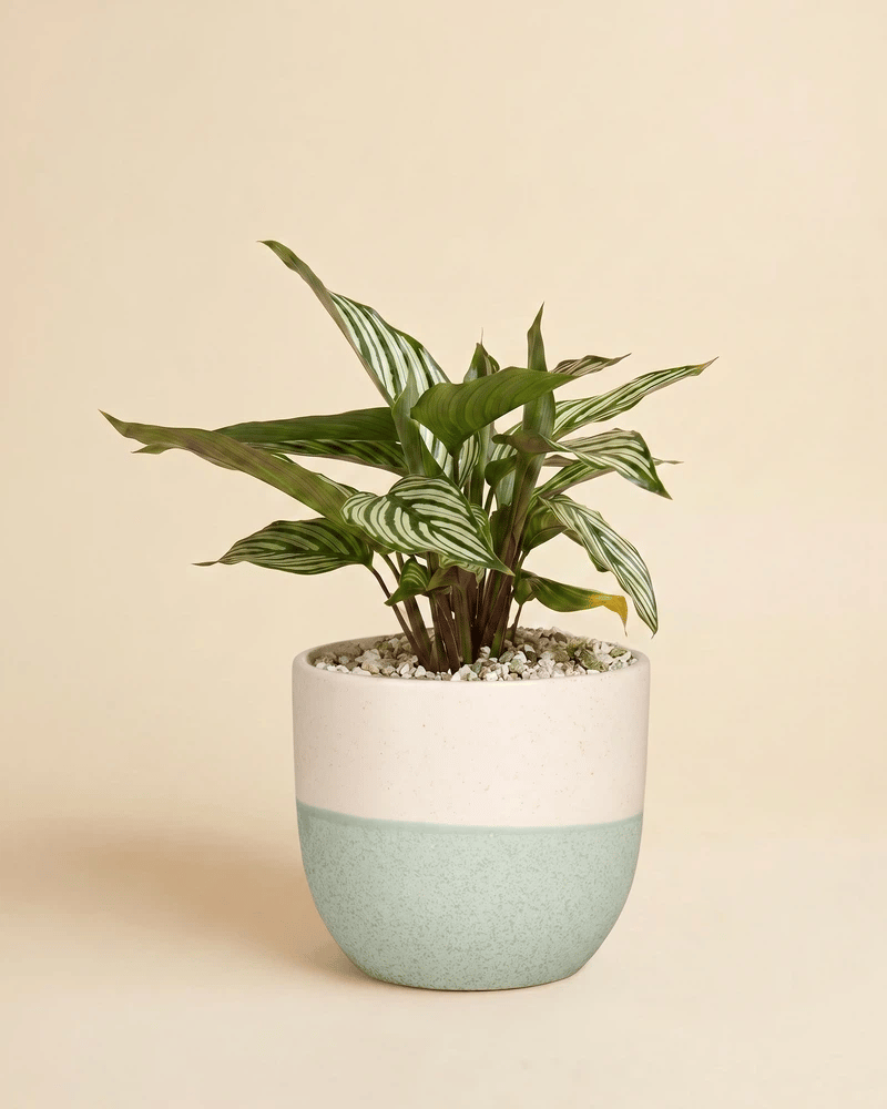 feey-variado-calathea-vittata-korbmarante-tierfreundlich image 5