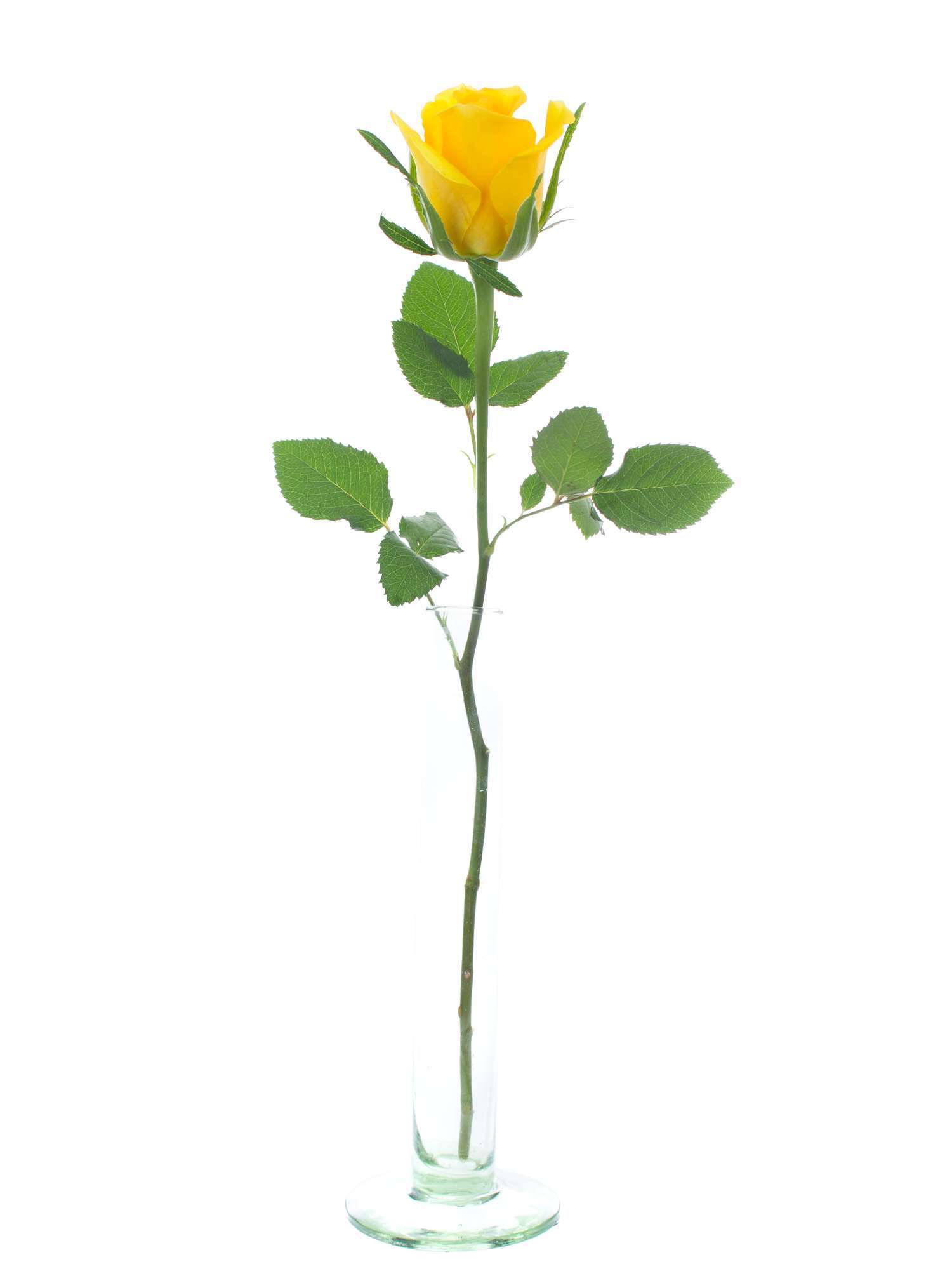 blumigo-rosen-moonwalk-schnittrose-gelb image 4