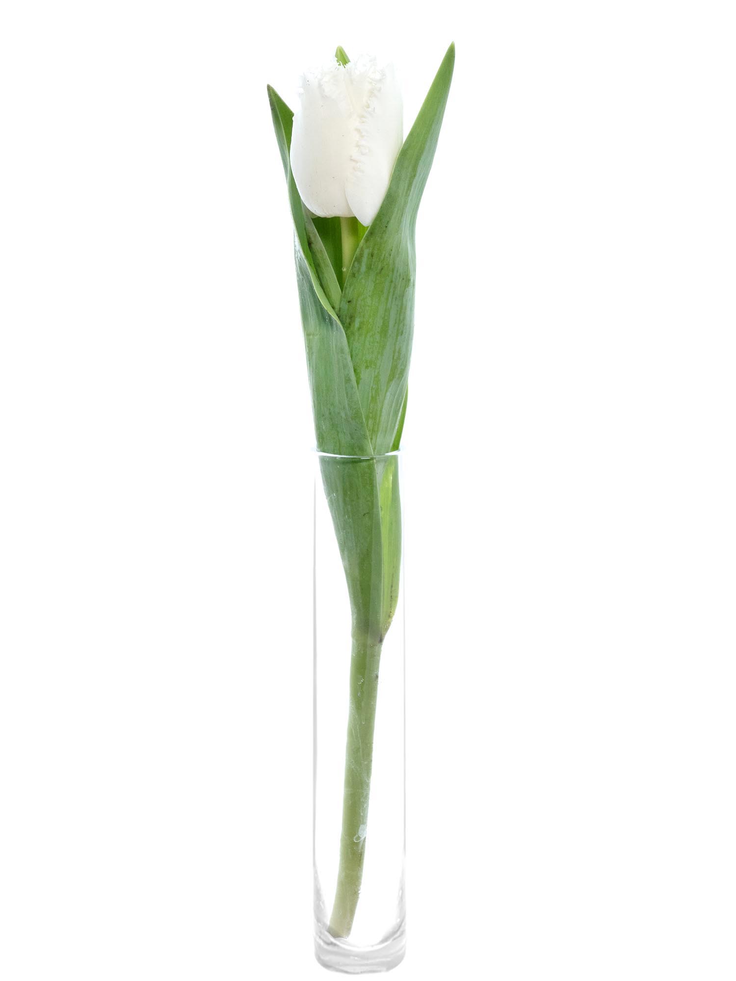 blumigo-tulpen-honeymoon-gefranst-schnittulpe-wei-einzelstiel image 3