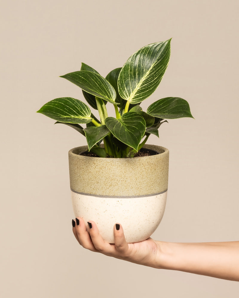 feey-variado-philodendron-birkin-white-measure-mittel image 1