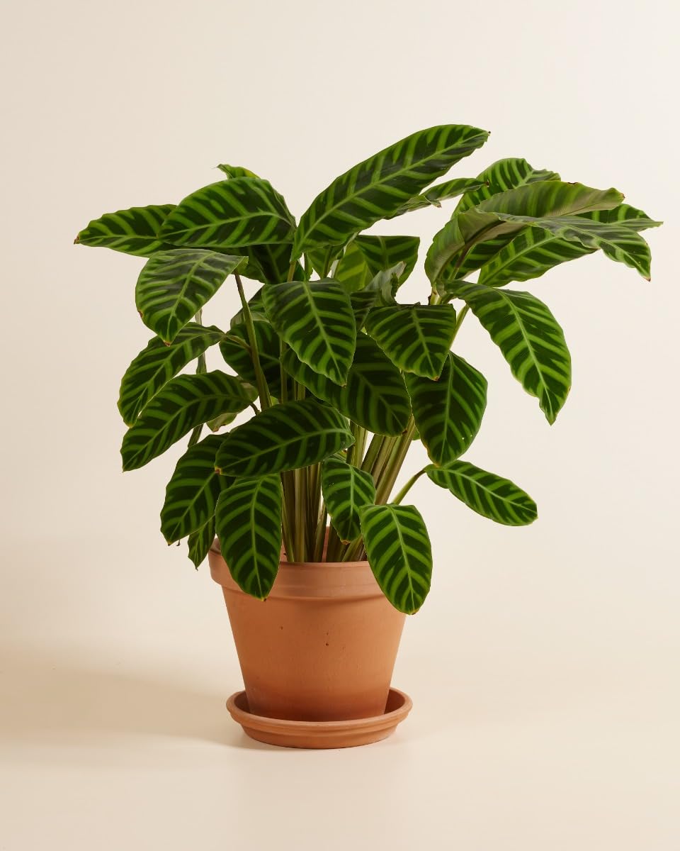 plnts-rareplnts-calathea-zebrina-zimmerpflanze-75-cm image 3