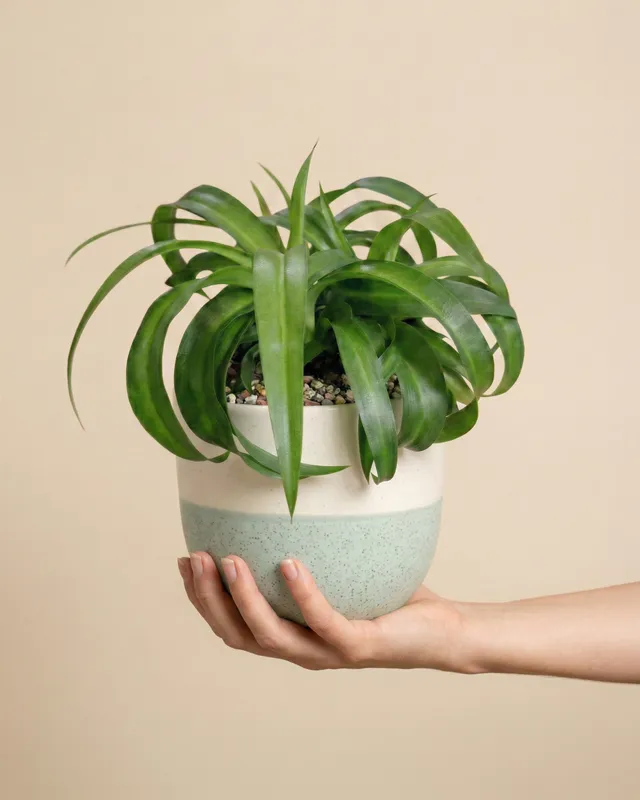 feey-variado-green-bonnie-gr-nlilie-tierfreundlich-ohne-topf image 1
