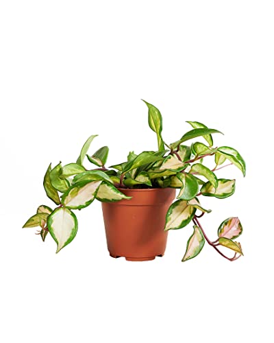 plnts-hoya-carnosa-tricolor-zimmerpflanze-12cm-topf-bunt image 8