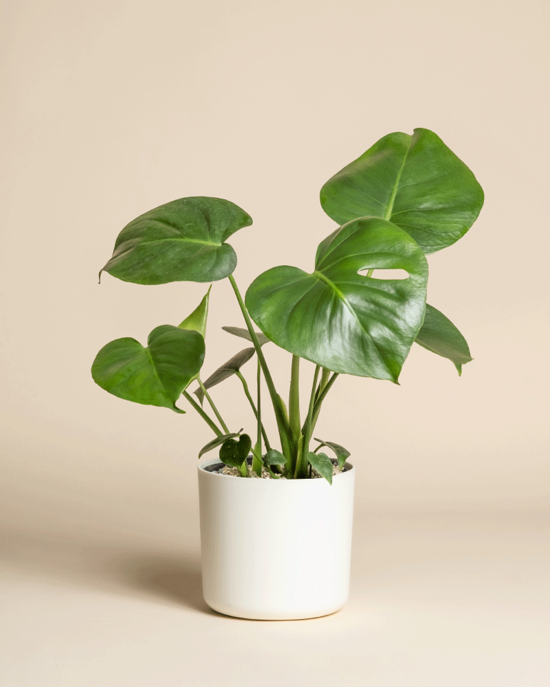 feey-variado-monstera-deliciosa-fensterblatt-ohne-bertopf-2 image 6