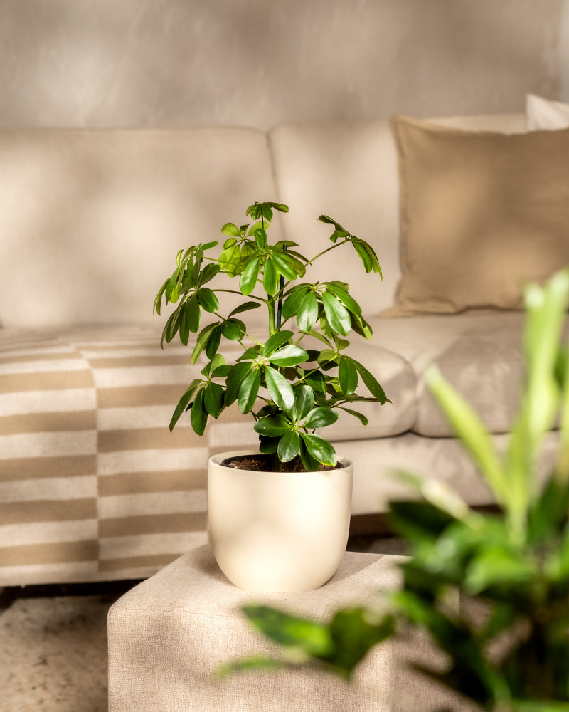 feey-variado-schefflera-zimmerpflanze-ohne-bertopf-pflegeleicht image 4