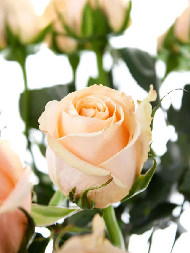 blumigo-rosen-cashmere-rose-creme-apricot-einzelstiel-frisch image 1