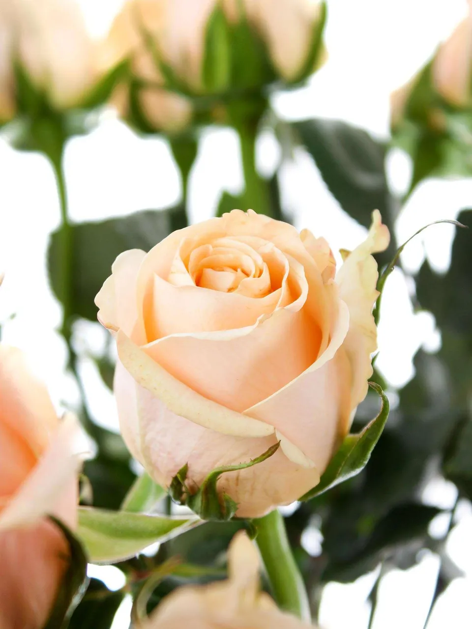 blumigo-rosen-cashmere-rose-creme-apricot-einzelstiel-frisch image 1