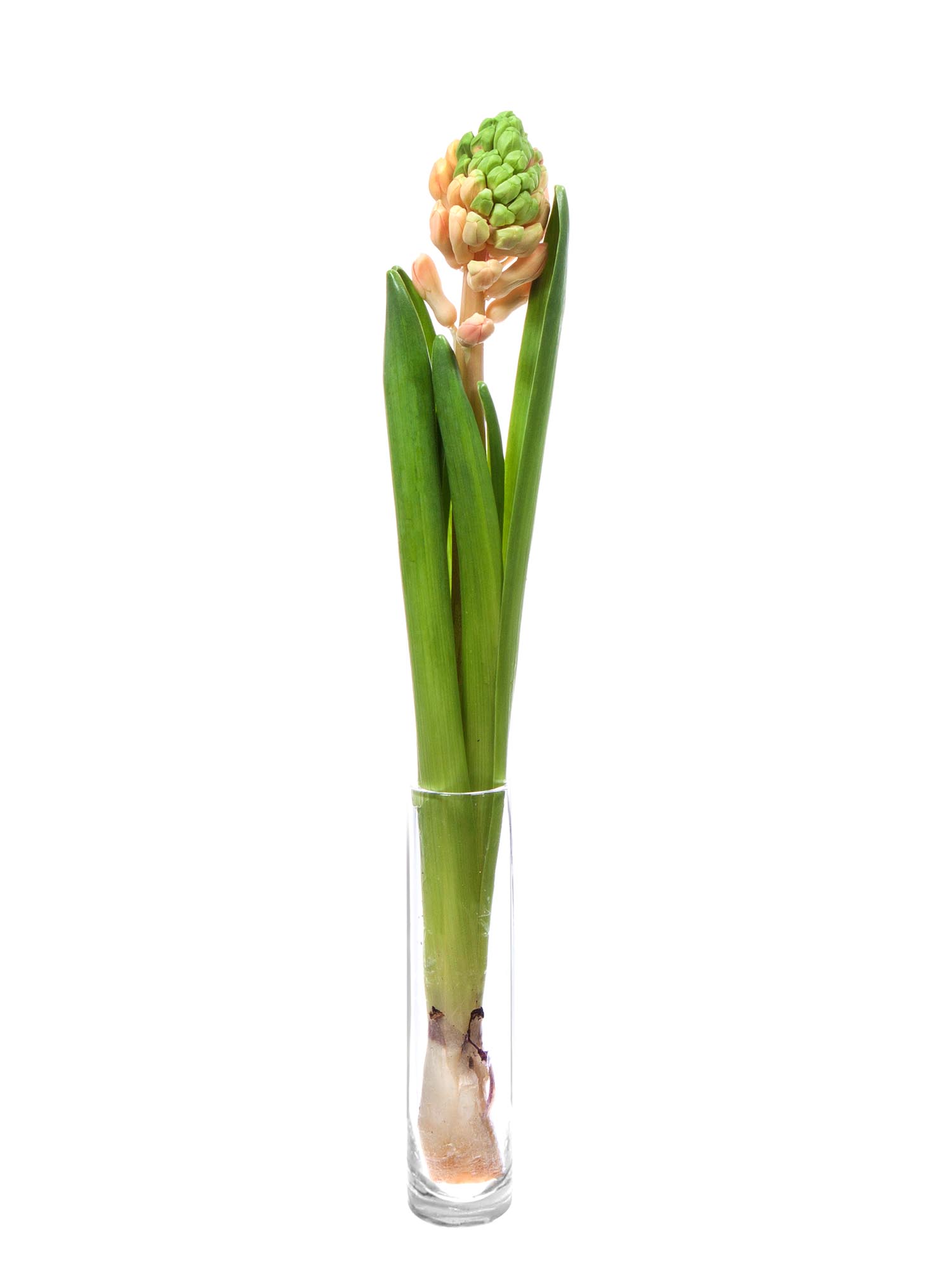 blumigo-fr-hlingsknollen-hyazinthen-sweet-invitation-apricot image 3