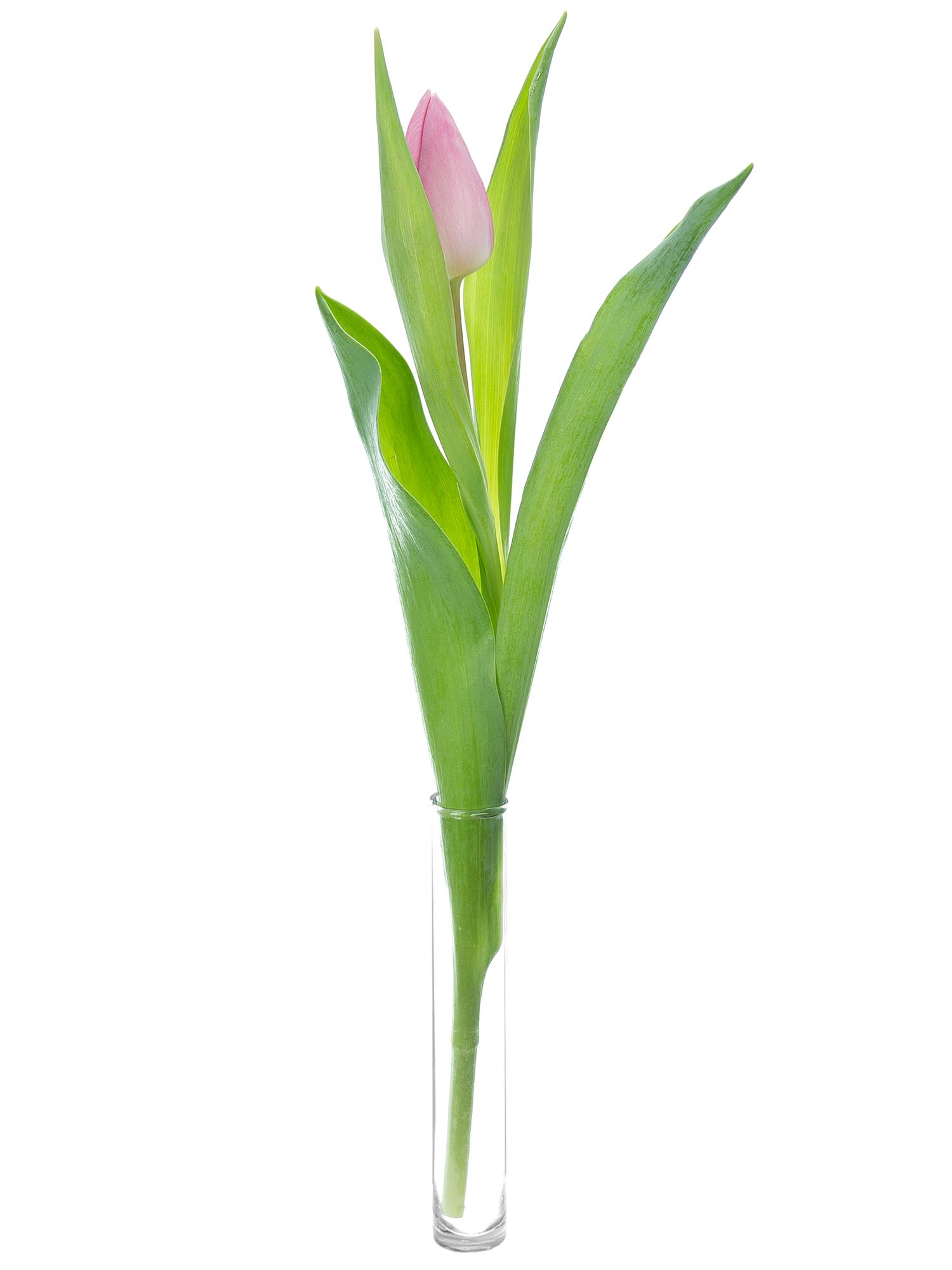 blumigo-tulpen-aafke-rosa-schnittblumen-frisch image 3