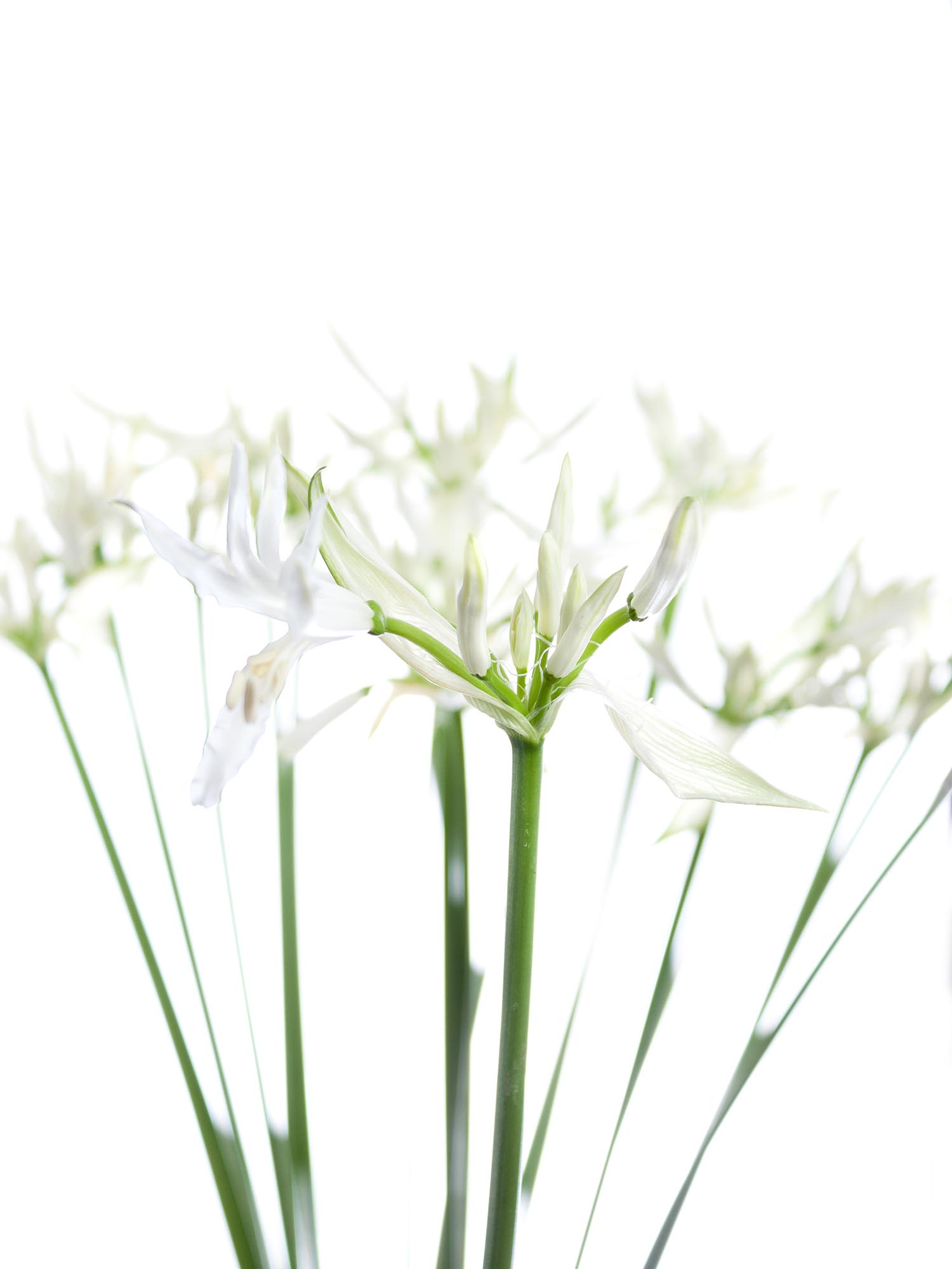blumigo-nerine-white-charm-guernseylilie-wei image 1