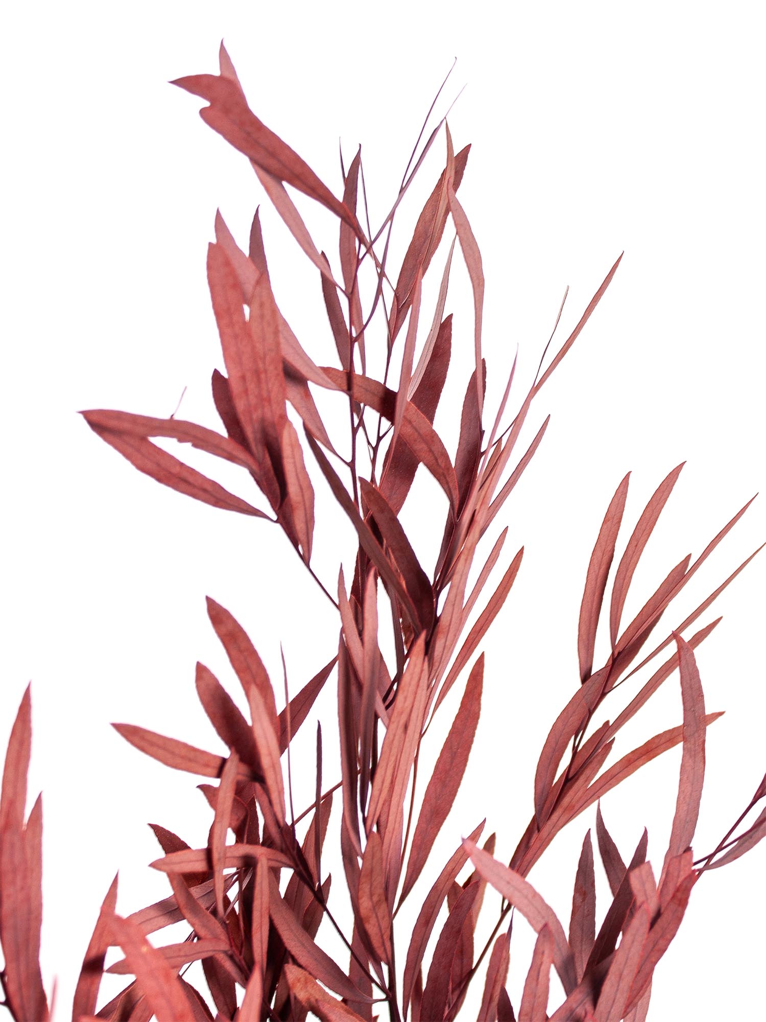 blumigo-trockenblumen-eukalyptus-nicoli-rot-konserviert image 1