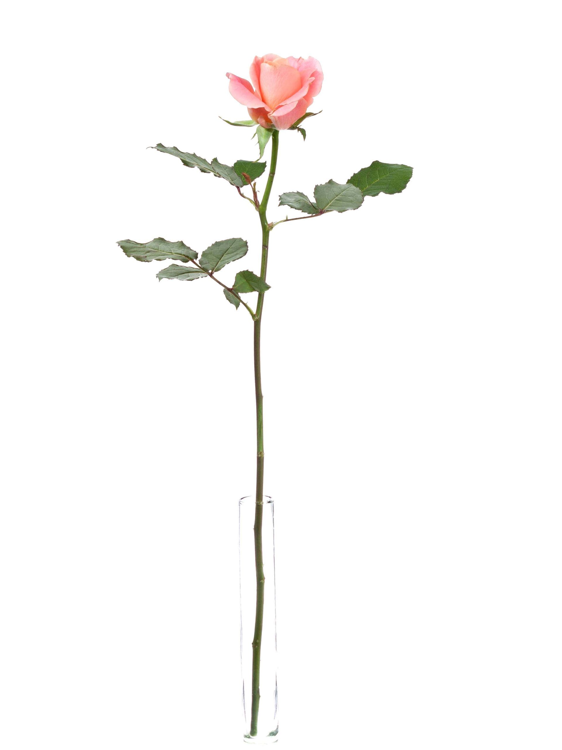 blumigo-rosen-miss-piggy-rosen-apricot-frisch-schnittrose image 3