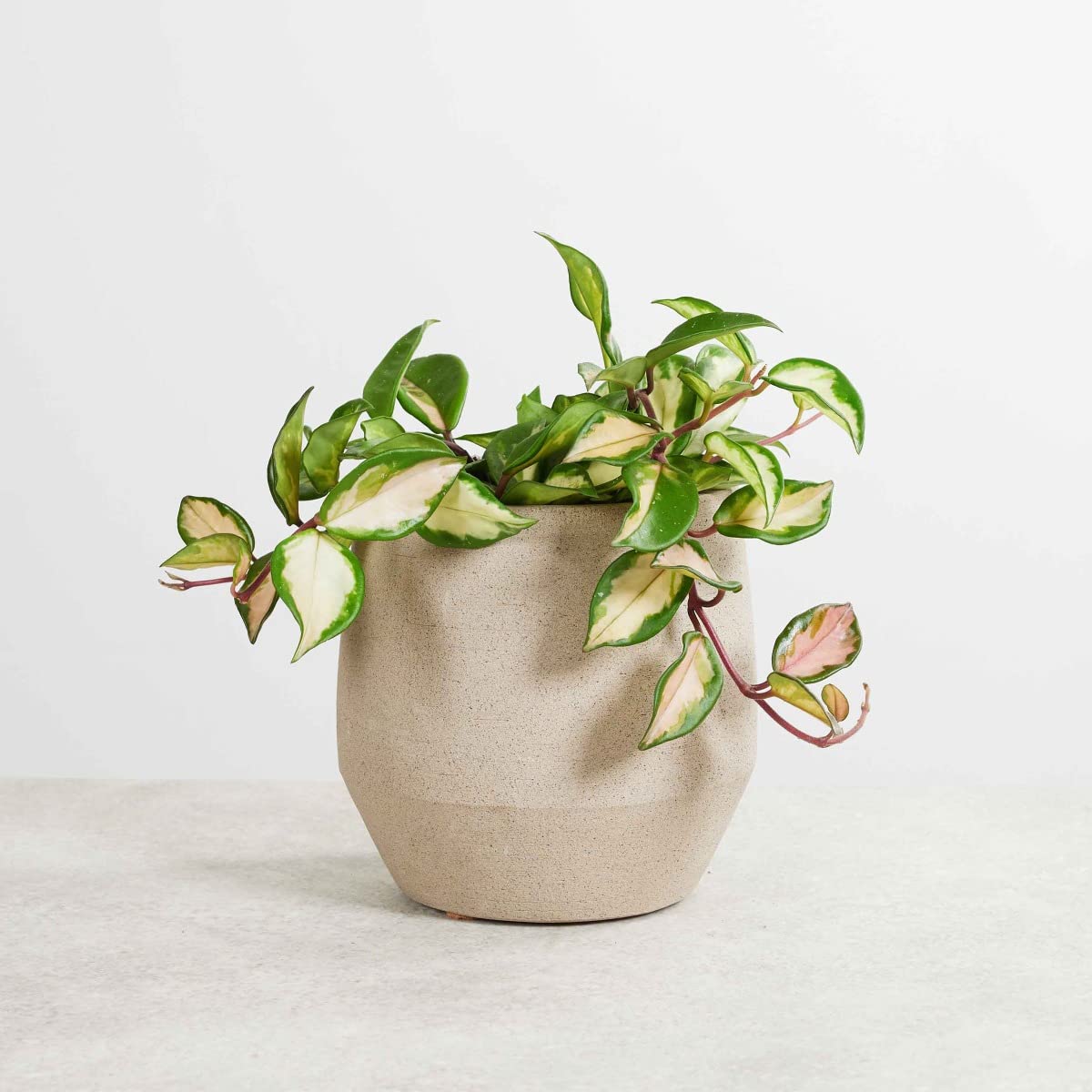 plnts-hoya-carnosa-tricolor-zimmerpflanze-12cm-topf-bunt image 7