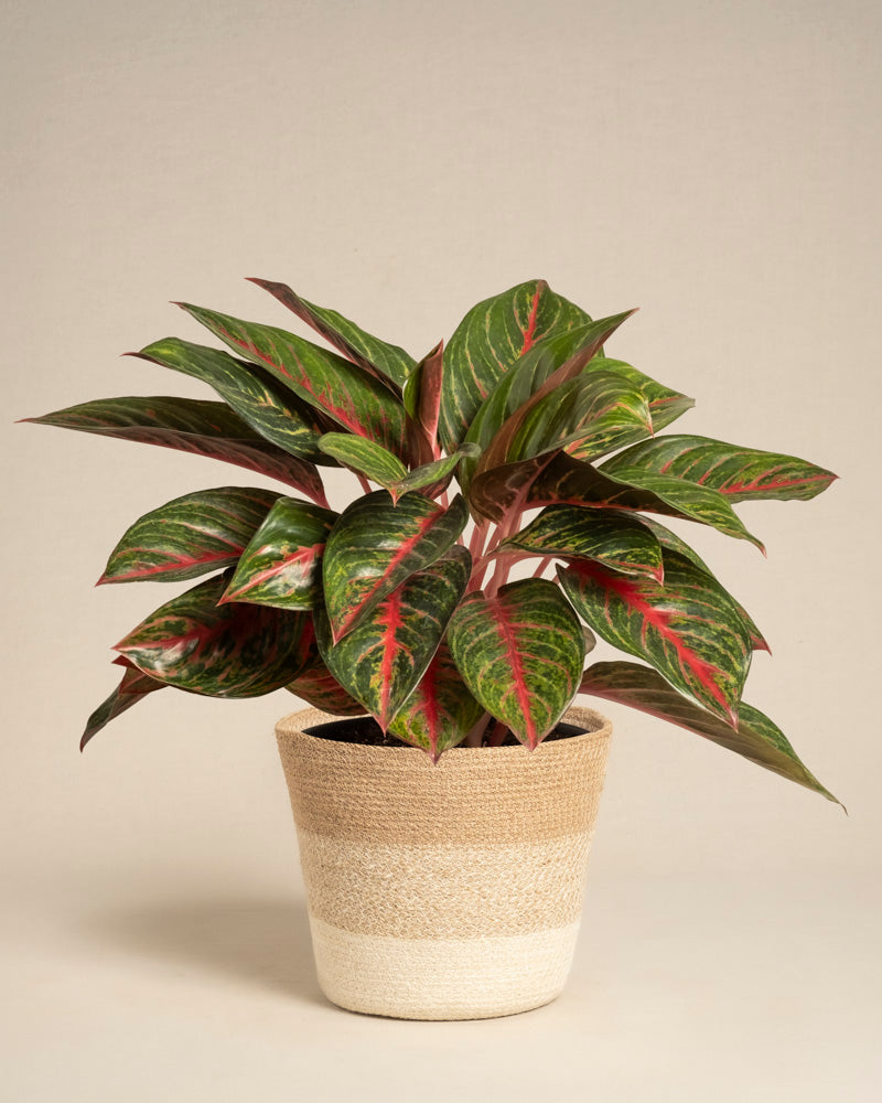 feey-variado-aglaonema-red-emerald-zimmerpflanze-topf-18 image 6
