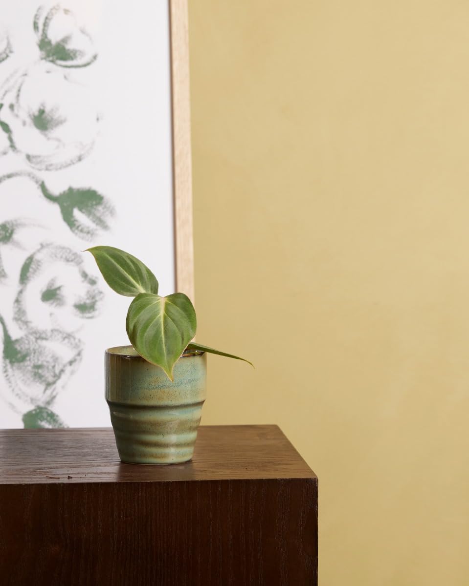 plnts-babyplnts-philodendron-gloriosum-steckling-3-cm-jungpflanze-8-cm-luftreini image 4