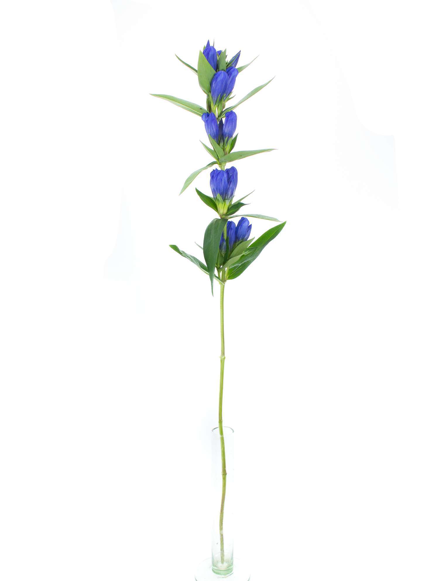 blumigo-blattwerk-enzian-blue-sky-stiel-blau image 4