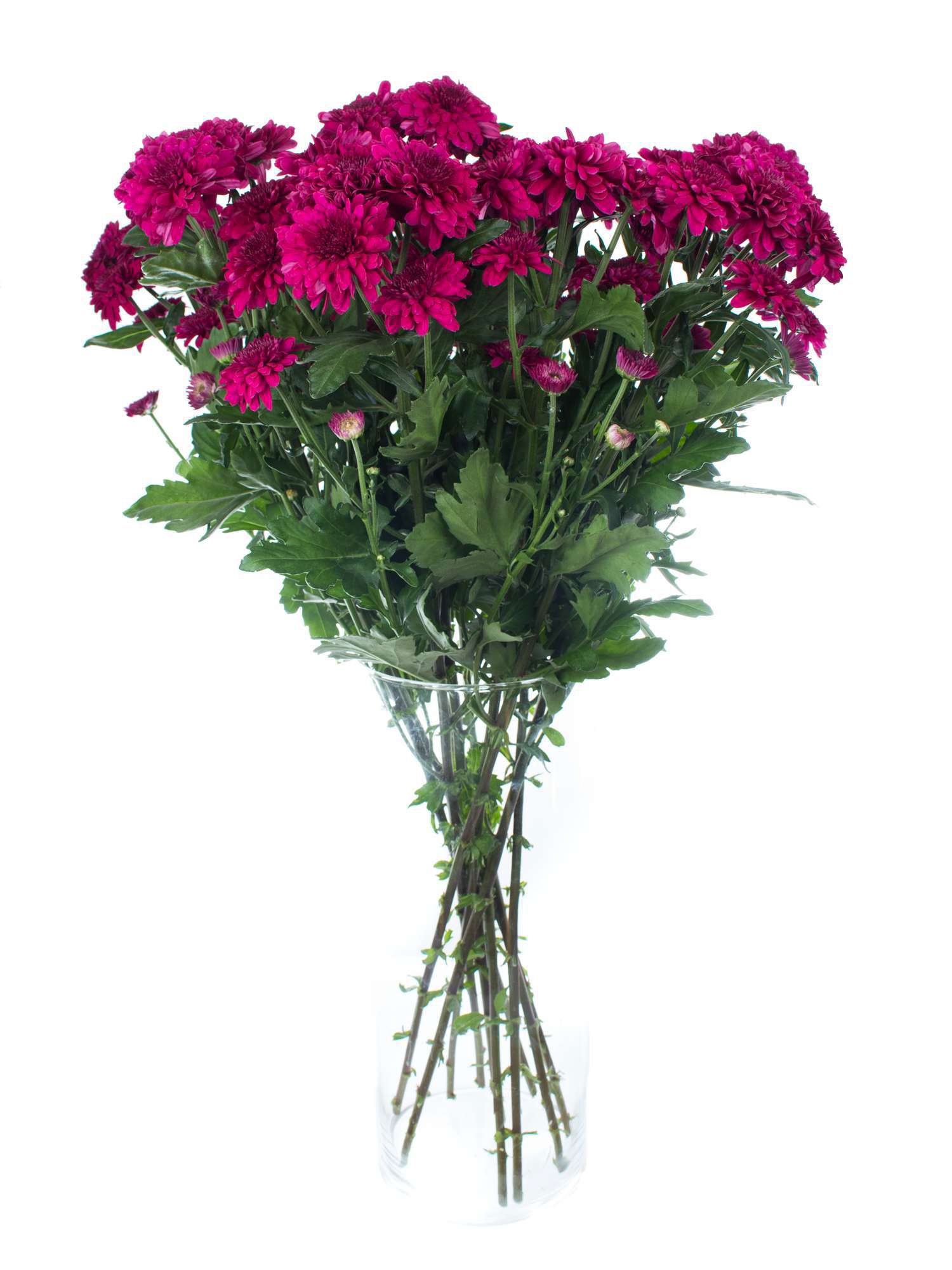 blumigo-chrysanthemen-barca-pink-violette-schnittblume image 2