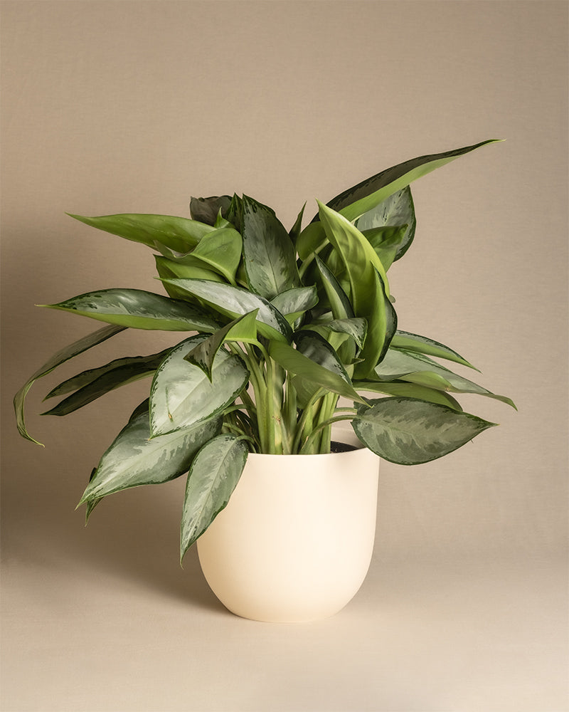 feey-variado-aglaonema-silverado-50-60-cm-ohne-bertopf image 6