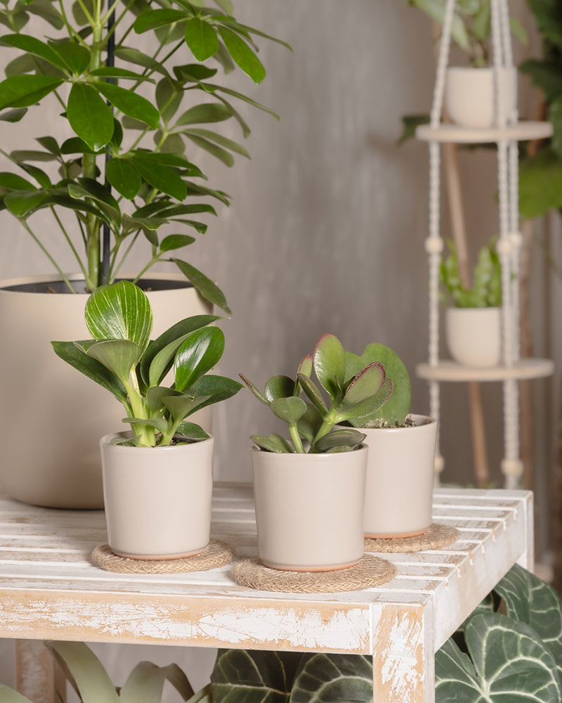 feey-variado-carpito-babypflanzen-untersetzer-jute-3-stk image 4