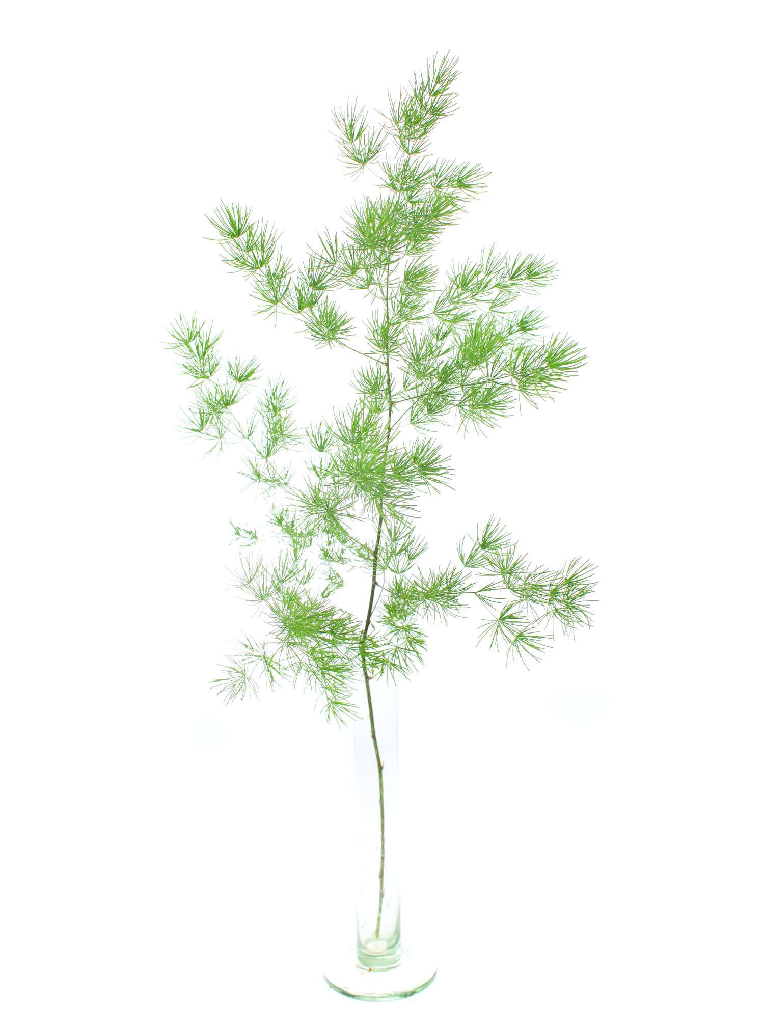 blumigo-asparagus-umbellatus-schnittgr-n-frisch-gr-n image 5