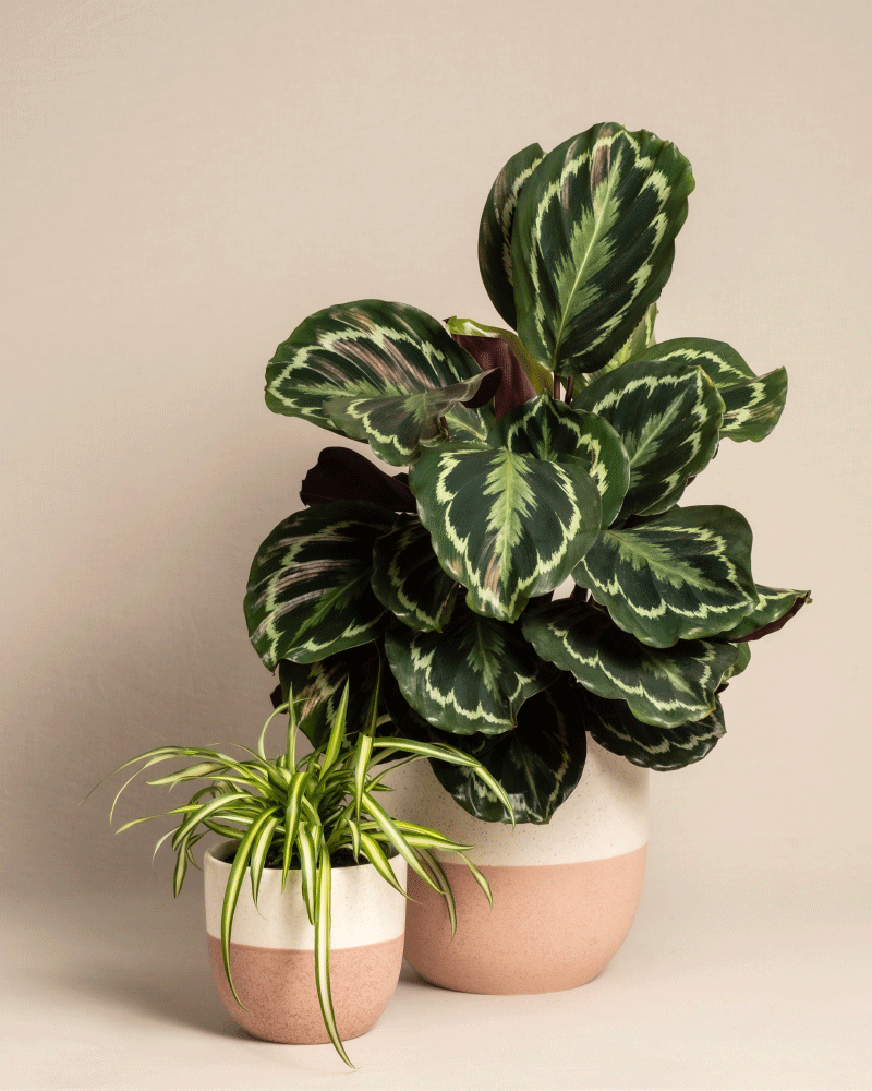 feey-variado-kinderfreundliches-duo-calathea-roseoptica-und-gr-ne-gr-nlilie-ohne image 5