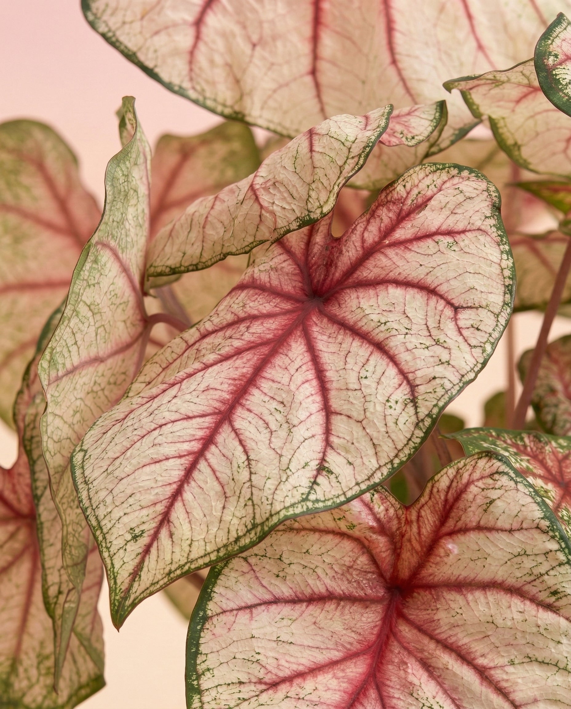 feey-variado-caladium-rhapsody-zimmerpflanze-ohne-topf image 2